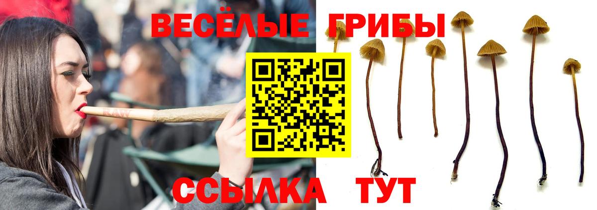 Галлюциногенные грибы Cubensis Апрелевка